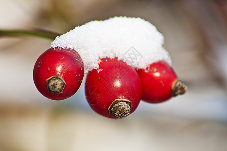 带雪帽的花臀荒野花园药品天空植物冻结火花食物灌木蓝色图片