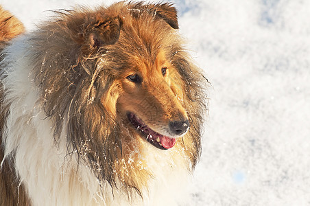 雪中科里狗纯种狗牧羊犬红色宠物毛皮团体小狗女性头发季节图片
