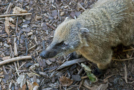 南美洲 Coati猎人鼻子浣熊哺乳动物棕色雨林动物群环境毛皮荒野图片