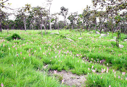 西亚姆 Tulip 或 Patumma 字段场地叶子旅行植物群植物文化植物学花园紫色父母图片