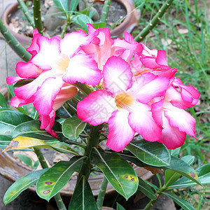 热带热带花朵植物生长花店生物学叶子花瓣花园植物群花束植物学图片
