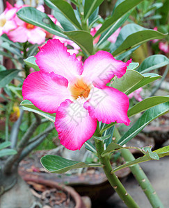 热带热带花朵花束植物群花店公园生长叶子沙漠植物植物学花园图片