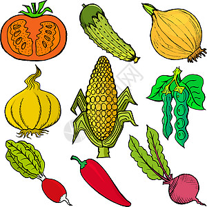 一套蔬菜季豆黄瓜扁豆玉米食物萝卜手绘花园洋葱卡通片图片