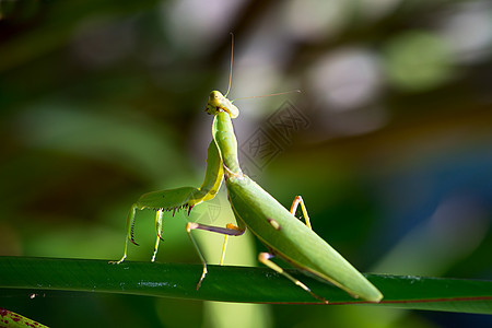 曼蒂螳螂害虫天线女性荒野捕食者动物群眼睛控制猎物图片