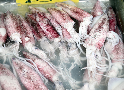 篮子新鲜海鲜食品中展示的新鱿鱼钓鱼饮食食物生活团体市场喷射烹饪美食章鱼图片