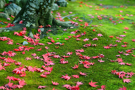 秋秋叶活力苔藓墙纸季节性绿色植物树叶地面季节红色图片