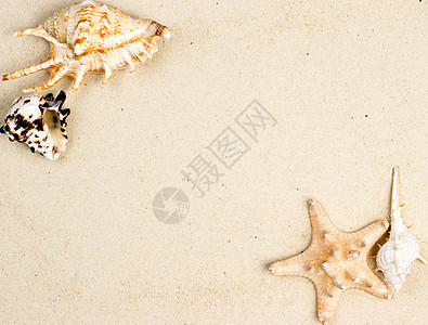 海星和沙上贝壳海洋贝类温泉星星海滩海星动物沙漠软体海滨图片
