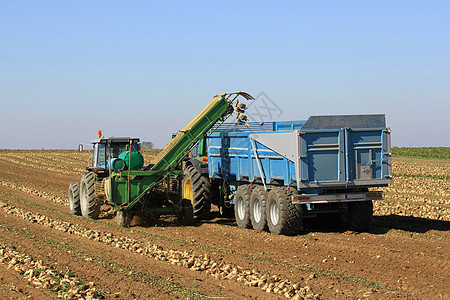 甜菜根农民拖拉机运输农业场地农村环境蔬菜水果机器图片