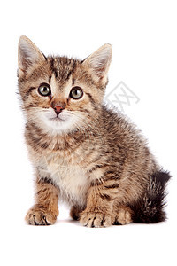 条纹的小猫咪坐着毛皮爪子尾巴晶须虎斑友谊乐趣童年猫科动物灰色图片