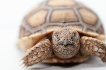 非洲激起的乌龟苏尔喀塔爬虫白色濒危生活绿色棕色野生动物宠物工作室婴儿图片