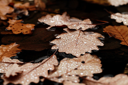 落叶上满是雨滴黄色植物飞沫宏观艺术森林叶子季节季节性古董图片