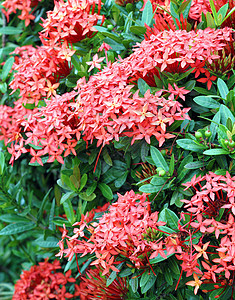 丛林红色植被火焰宏观仙丹墙纸植物群热带公园花朵生长图片