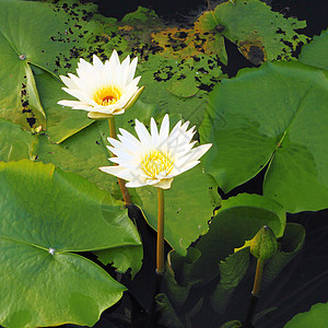 两朵白莲花公园情调植物植物群异国花园热带植物学花瓣池塘图片