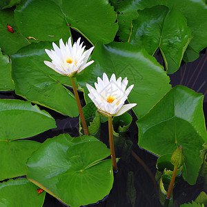 两朵白莲花植物群异国季节紫色叶子情调公园荷花植物植物学图片