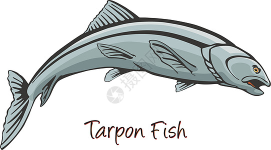 Tarpon 颜色说明动物学水族馆海洋艺术品水产钓鱼盐水异国荒野热带图片