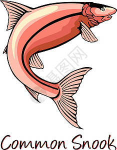 普通Snook 颜色说明橙子动物群水产渔业绘画水族馆养殖插图海洋动物学图片