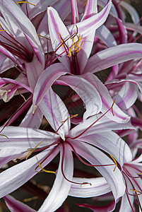 百合花庆典叶子脆弱性植物群植物学花朵热带花瓣紫色植物图片