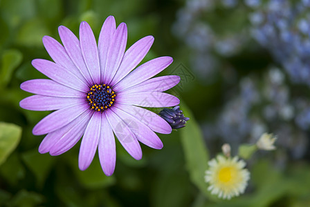 紫黛丝植物园艺花粉花园花瓣绿色生长雏菊图片