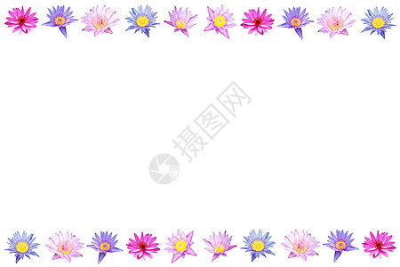 白色上的莲花边框温泉植物群蓝色荷花框架百合异国池塘花瓣装饰品图片