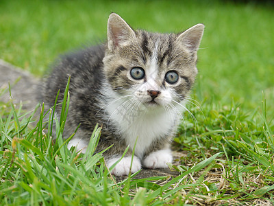 外边的猫尾巴场地伴侣草地花园身体猫科哺乳动物小猫宠物图片