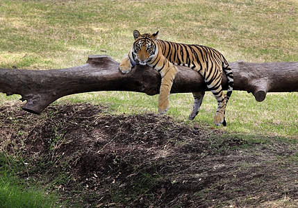 老虎猫科橙子力量野生动物丛林捕食者公园毛皮条纹食肉图片