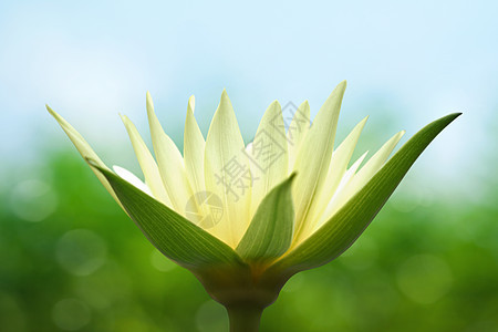 春天背景的水百合绿色黄色晴天活力荷花叶子桌面热带图片