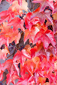 秋天的红叶和橙色叶图片