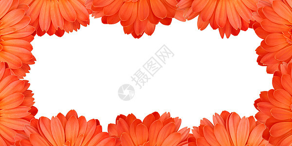 Gerbera花朵在白色背景上创建框架植物群雏菊墙纸植物植物学季节边界花粉橙子花瓣图片
