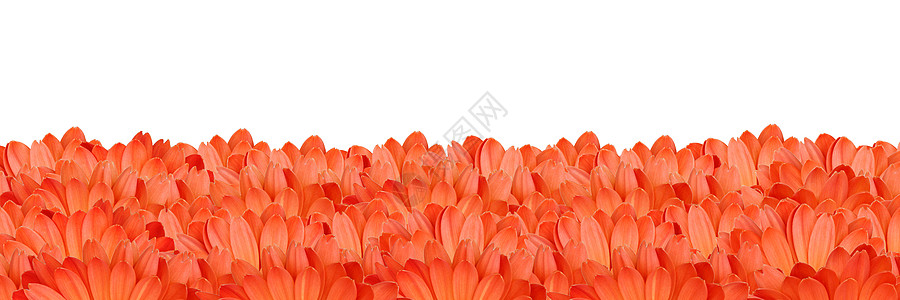 雏菊墙纸Gerbera花朵在白色背景上创建框架雏菊植物群花瓣边界花粉植物学季节植物墙纸橙子背景