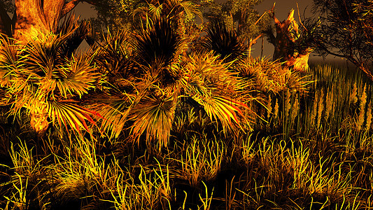 湿地  沼泽热带泥潭荒野林地公园风景日落河口树木生物图片