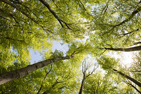 树冠季节性公园生活季节雨棚环境风景晴天叶子森林图片