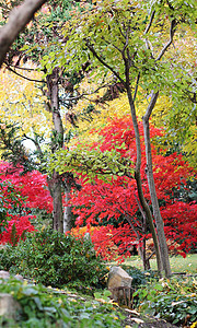 在日本花园里的树植物黄色绿色花园日光植物群叶子公园传统文化图片