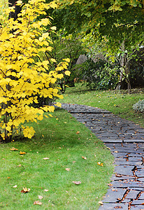 秋秋日本花园叶子日光植被植物群文化绿色花园黄色公园传统图片