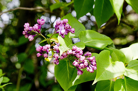 紧贴木环树枝花朵植物学花园树叶紫色叶子阳光衬套芳香香味图片