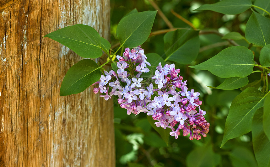 紧贴木环树枝季节植物学衬套花园芳香花朵紫色阳光紫丁香树叶图片