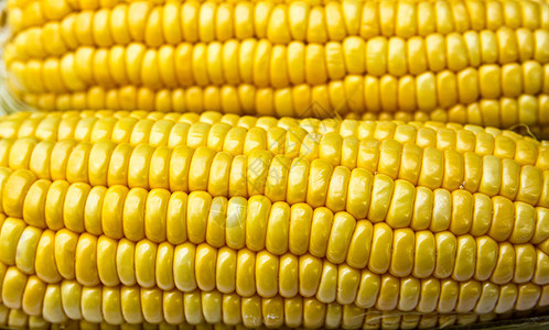 明亮颜色的甜玉米小吃生物食物收成营养蔬菜农场谷物植物饮食图片