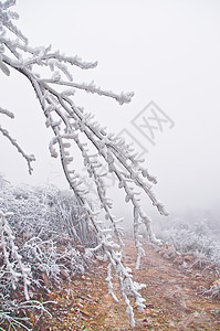 广东南中国大雪过后 在湖上下雪土地美丽木材农田冻结仙境植物群稻草森林花园图片