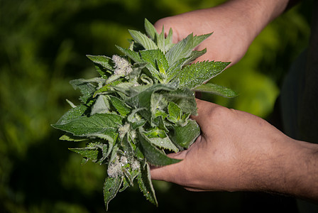 聚粉色植物群薄荷背景图片