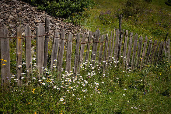 喀麦隆花朵绿色植物群外壳木头甘菊栅栏图片