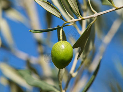 橄榄树水果橄榄枝植物乡村树林生长叶子橄榄林养分种植园图片