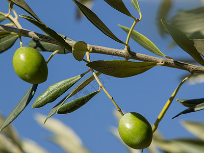 橄榄树植物生长乡村橄榄枝树林水果种植园养分叶子橄榄林图片