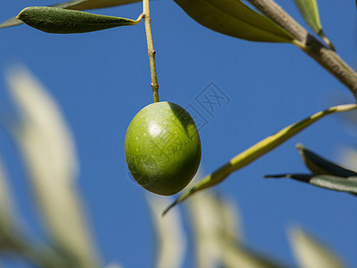 橄榄树食物橄榄枝橄榄林植物养分水果树林乡村种植园生长图片