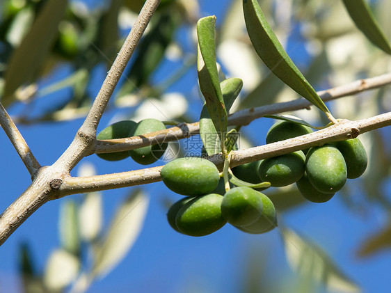 橄榄树食物树林水果乡村橄榄林叶子养分橄榄枝生长植物图片