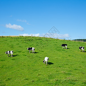 Friesian 牛牛农业动物奶制品绿色黑色乡村场景哺乳动物草原奶牛背景图片