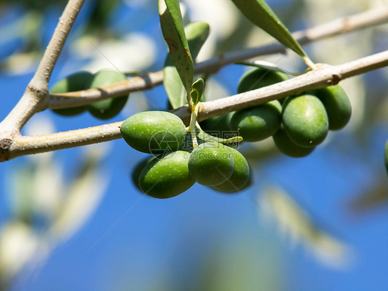 橄榄树生长叶子食物橄榄枝橄榄林种植园养分树林植物乡村图片