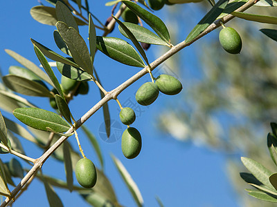 橄榄树植物叶子树林养分生长橄榄枝乡村橄榄林食物水果图片