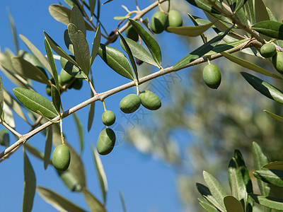 橄榄树橄榄枝叶子植物生长树林橄榄林食物种植园水果养分图片