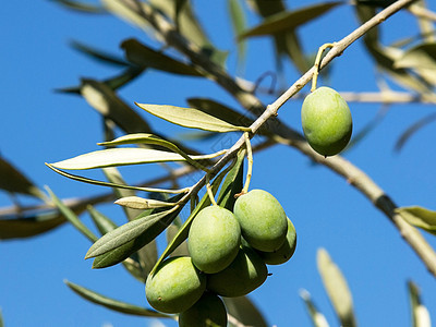 橄榄树植物橄榄林水果橄榄枝生长食物乡村养分树林种植园图片