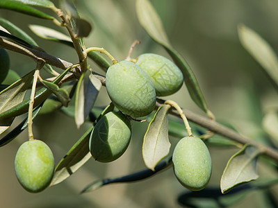 橄榄橄榄枝叶子橄榄林生长乡村树林种植园植物养分食物图片