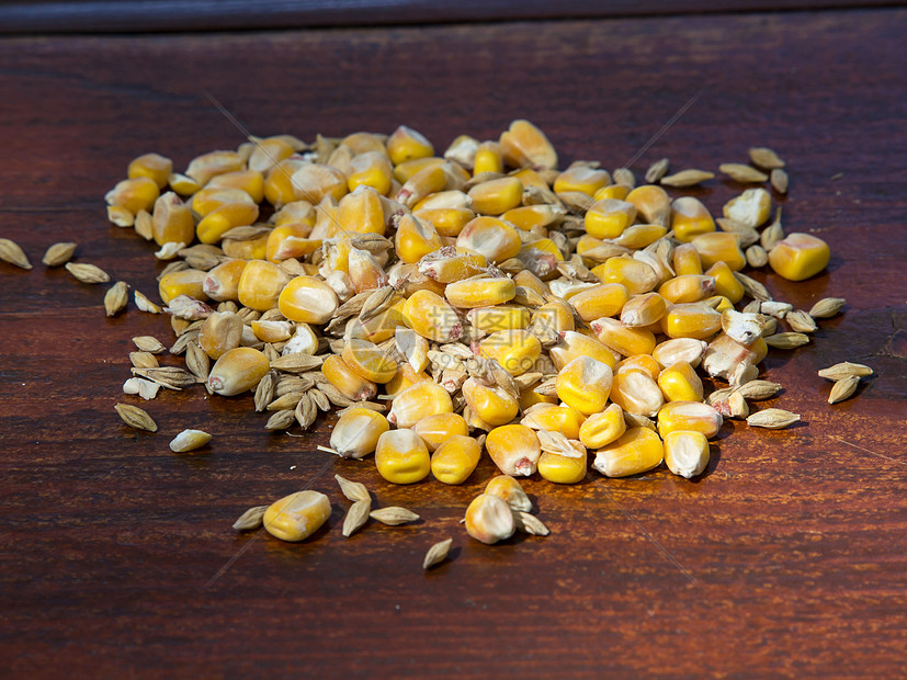 玉米和其他种子图片